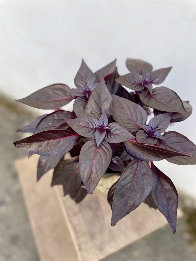 Zdjęcie rosliny doniczkowej Iresine herbstii Rich Darkstar, ujęcie 2