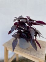 Zdjęcie rosliny doniczkowej Iresine herbstii Rich Darkstar, ujęcie 3