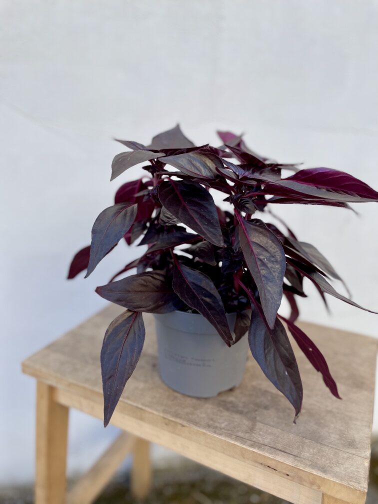 Zdjęcie rosliny doniczkowej Iresine herbstii Rich Darkstar, ujęcie 3