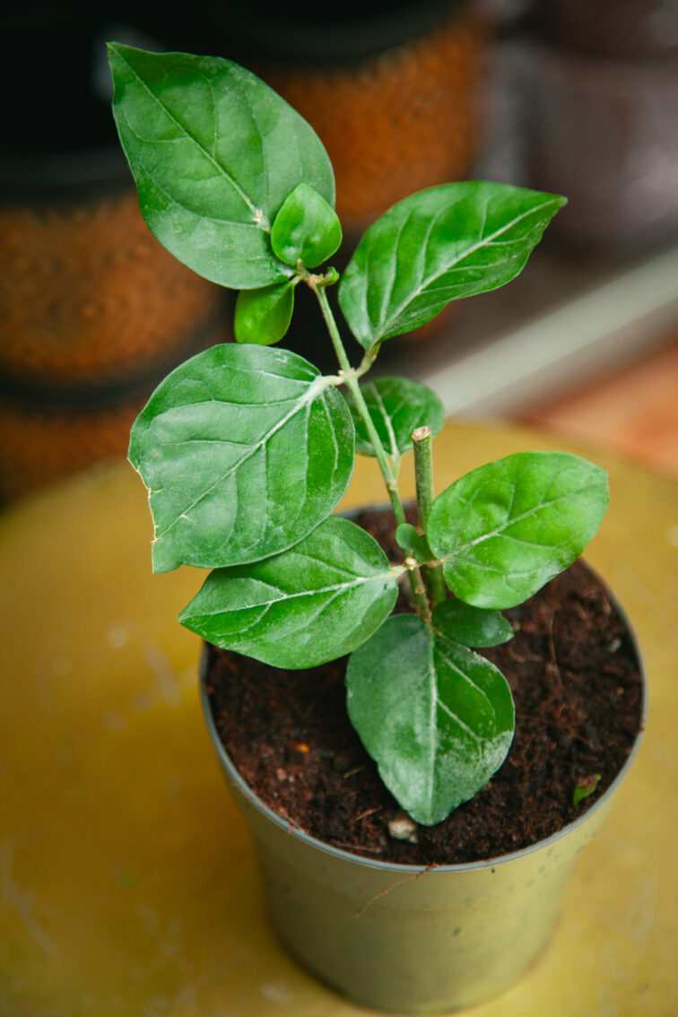 Zdjęcie rosliny doniczkowej Jasminum sambac Arabica, ujęcie 1