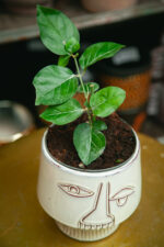 Zdjęcie rosliny doniczkowej Jasminum sambac Arabica, ujęcie 2