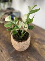 Zdjęcie rosliny doniczkowej Rhaphidophora tetrasperma variegata, ujęcie 1