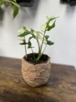 Zdjęcie rosliny doniczkowej Rhaphidophora tetrasperma variegata, ujęcie 2