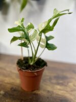 Zdjęcie rosliny doniczkowej Rhaphidophora tetrasperma variegata, ujęcie 3