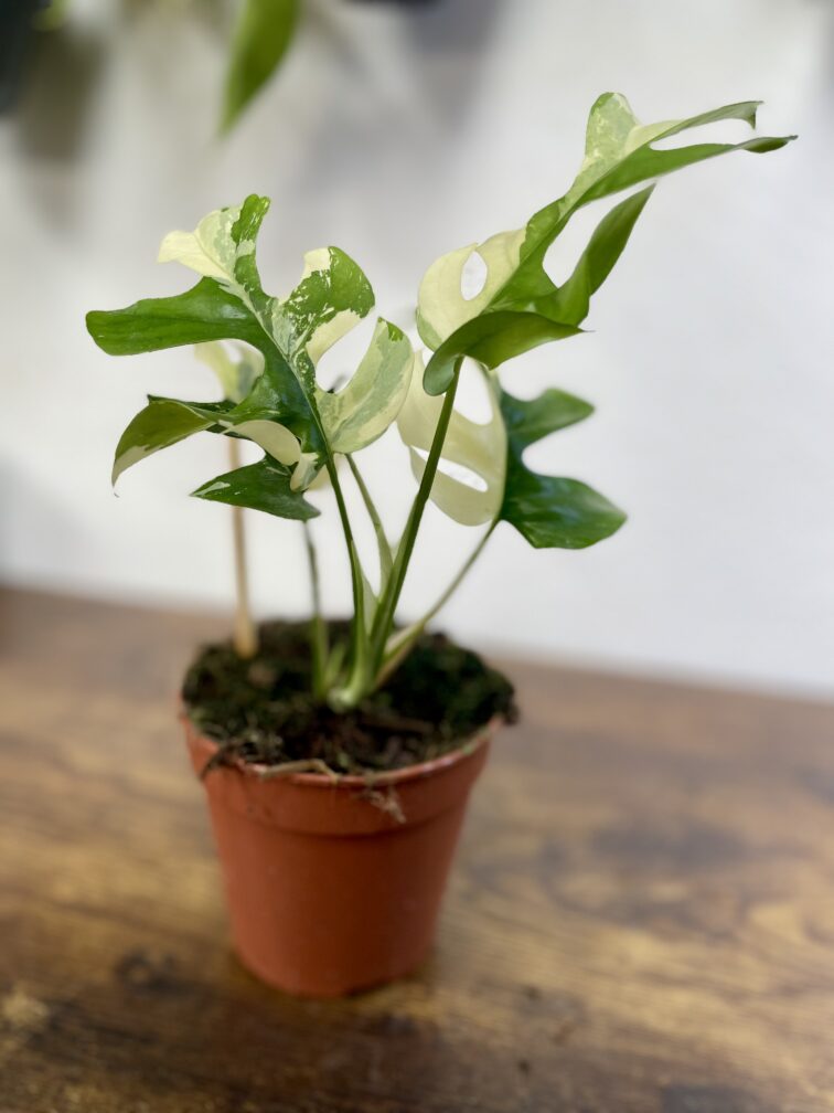 Zdjęcie rosliny doniczkowej Rhaphidophora tetrasperma variegata, ujęcie 3