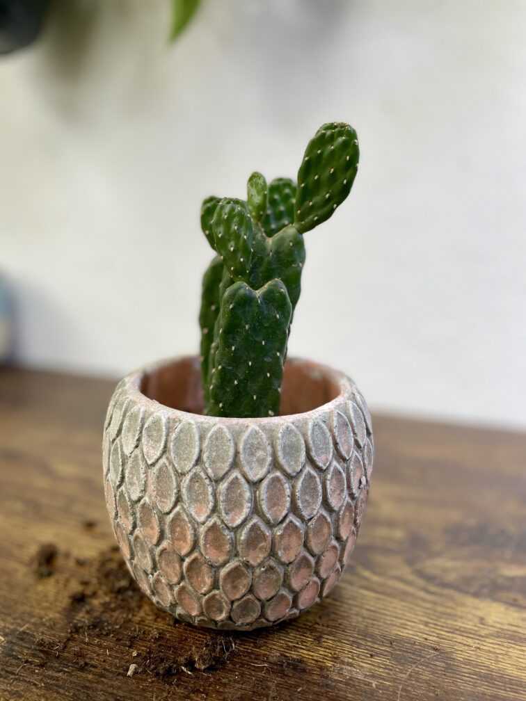 Zdjęcie rosliny doniczkowej Opuntia consolea, ujęcie 1