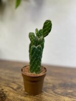 Zdjęcie rosliny doniczkowej Opuntia consolea, ujęcie 2