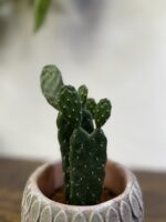 Zdjęcie rosliny doniczkowej Opuntia consolea, ujęcie 3