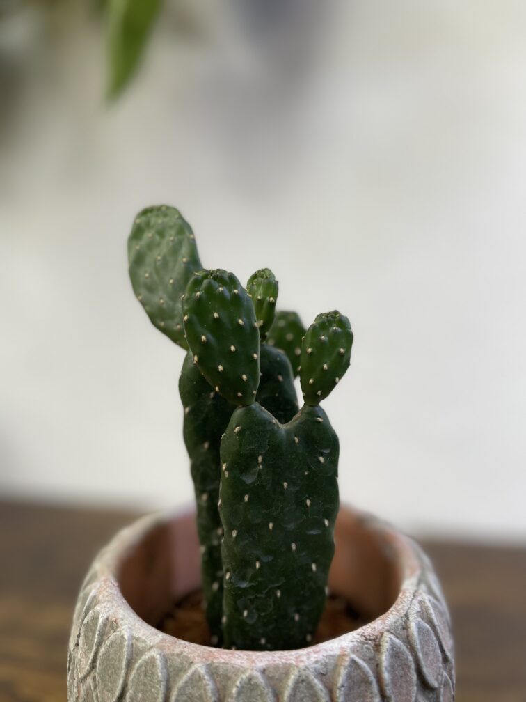 Zdjęcie rosliny doniczkowej Opuntia consolea, ujęcie 3