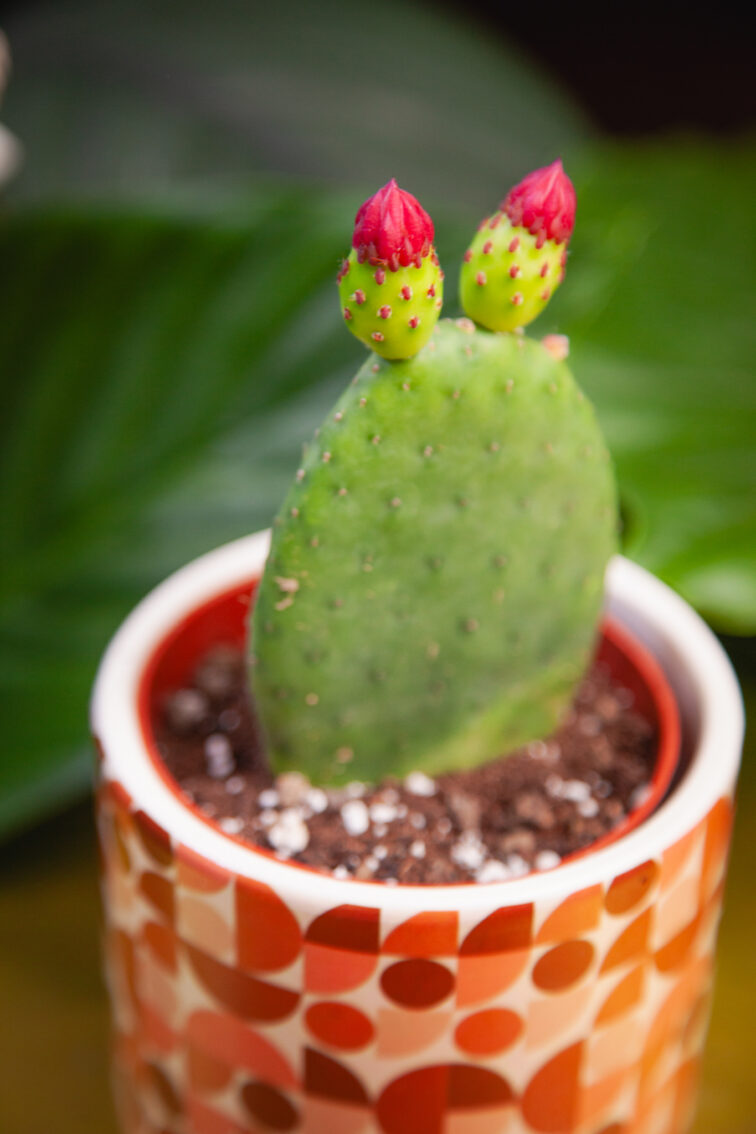 Zdjęcie rosliny doniczkowej Opuntia inamoena, ujęcie 1