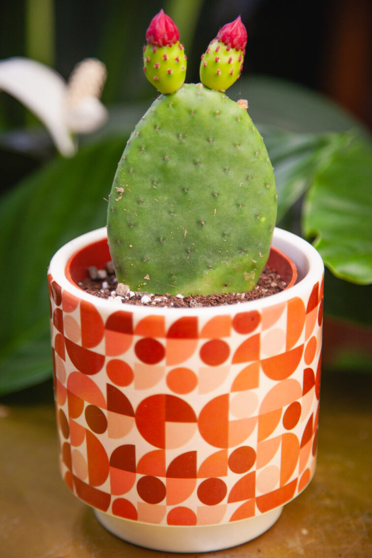 Zdjęcie rosliny doniczkowej Opuntia inamoena, ujęcie 2