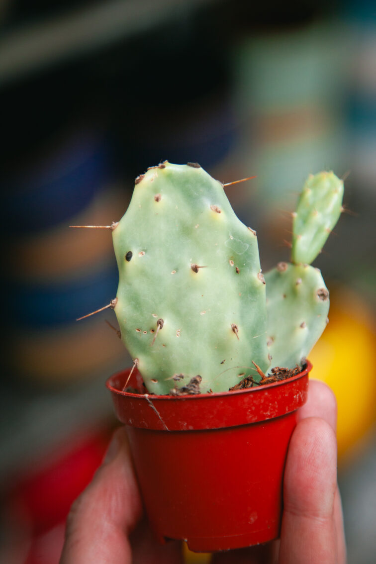 opuntia-jamaica-crazy-white_6x14-1_1740824228.jpg Zdjęcie rosliny doniczkowej Opuntia Jamaica Crazy White, ujęcie 1