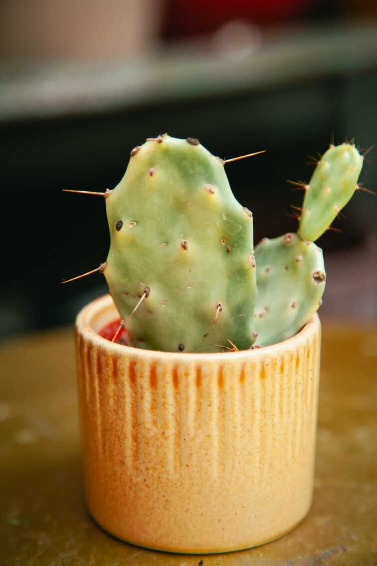 Zdjęcie rosliny doniczkowej Opuntia Jamaica Crazy White, ujęcie 2