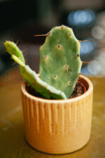 Zdjęcie rosliny doniczkowej Opuntia Jamaica Crazy White, ujęcie 3