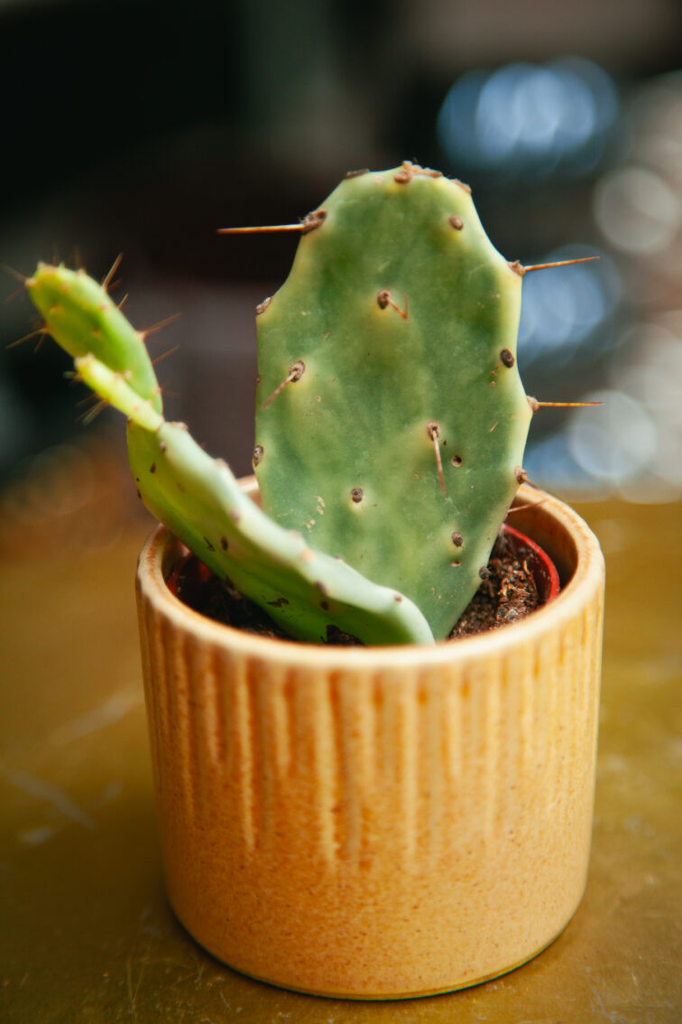 Zdjęcie rosliny doniczkowej Opuntia Jamaica Crazy White, ujęcie 3
