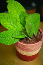 Zdjęcie doniczki lub oslonki: Osłonka Koszyk Róż 10 × 12 cm, ujęcie 3