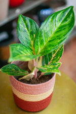 Zdjęcie doniczki lub oslonki: Osłonka Koszyk Róż 12 × 14 cm, ujęcie 2