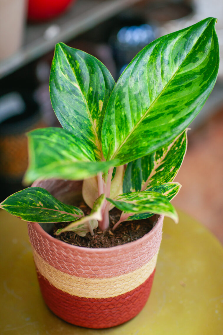 Zdjęcie doniczki lub oslonki: Osłonka Koszyk Róż 12 × 14 cm, ujęcie 2