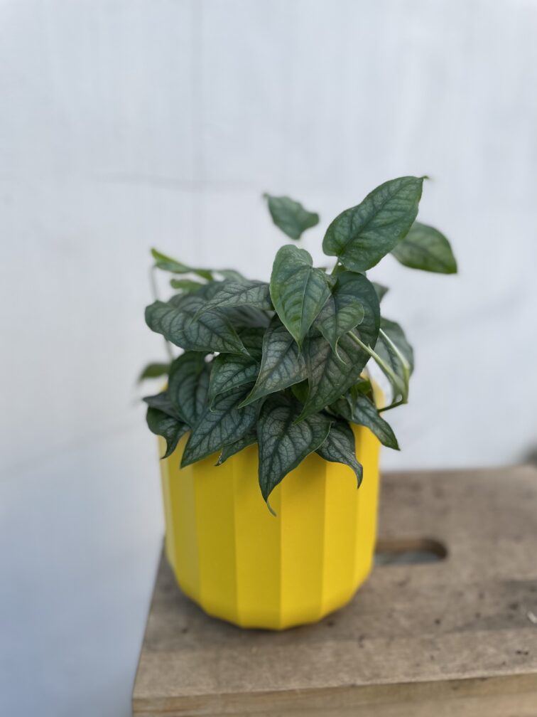 Zdjęcie doniczki lub oslonki: Osłonka Pop-art yellow 14x14, ujęcie 2