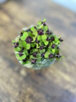 Zdjęcie rosliny doniczkowej Oxalis deppei, ujęcie 1