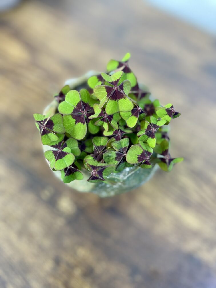 Zdjęcie rosliny doniczkowej Oxalis deppei, ujęcie 1