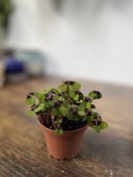 Zdjęcie rosliny doniczkowej Oxalis deppei, ujęcie 2