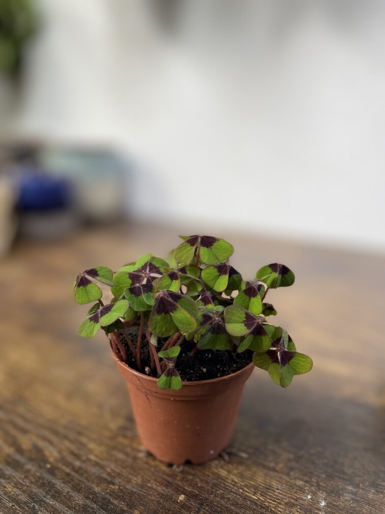 Zdjęcie rosliny doniczkowej Oxalis deppei, ujęcie 2