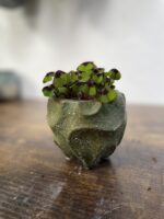 Zdjęcie rosliny doniczkowej Oxalis deppei, ujęcie 3