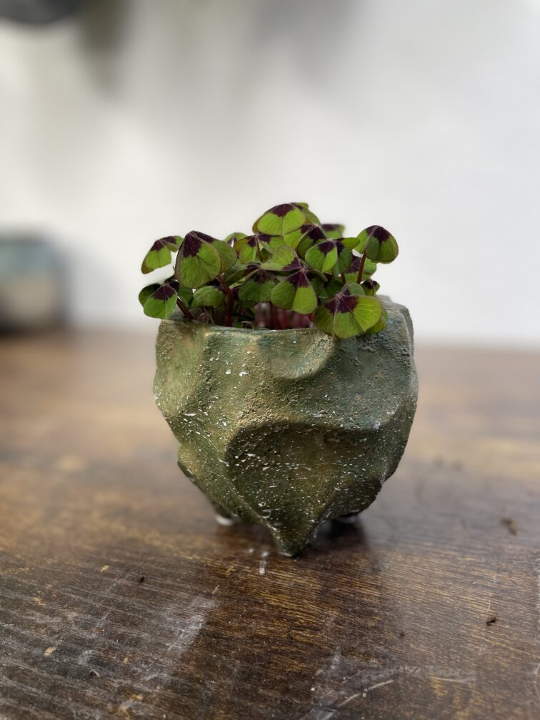 Zdjęcie rosliny doniczkowej Oxalis deppei, ujęcie 3