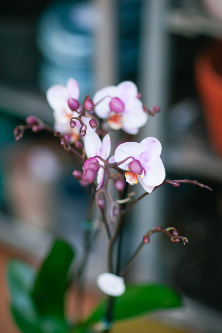 phalaenopsis-roskilde_12x45-1_1740824538.jpg Zdjęcie rosliny doniczkowej Phalaenopsis Roskilde, ujęcie 1