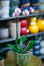 Zdjęcie rosliny doniczkowej Phalaenopsis Roskilde, ujęcie 2