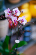 Zdjęcie rosliny doniczkowej Phalaenopsis Roskilde, ujęcie 3