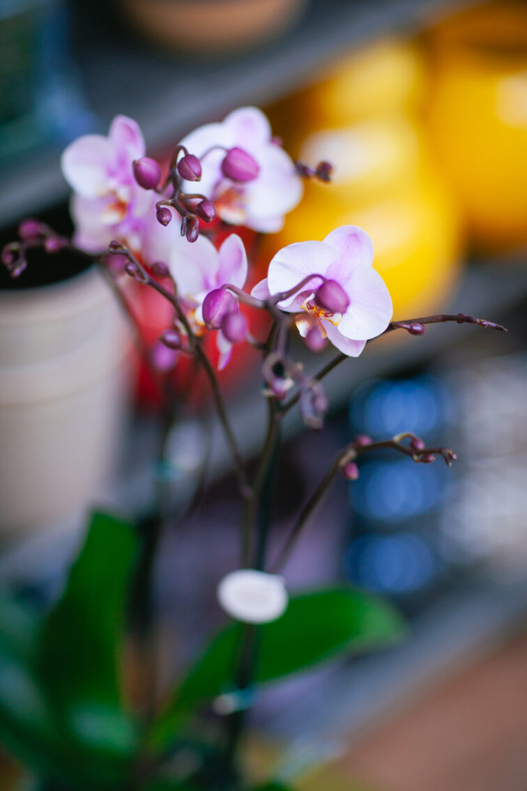 Zdjęcie rosliny doniczkowej Phalaenopsis Roskilde, ujęcie 3