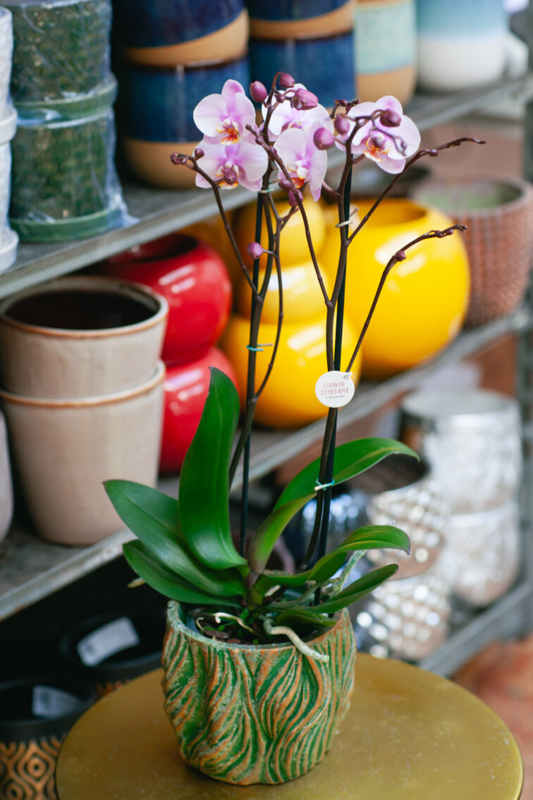 Zdjęcie rosliny doniczkowej Phalaenopsis Roskilde, ujęcie 4