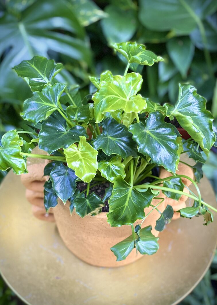 Zdjęcie rosliny doniczkowej Philodendron Atlantis, ujęcie 1