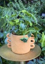 Zdjęcie rosliny doniczkowej Philodendron Atlantis, ujęcie 2