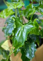 Zdjęcie rosliny doniczkowej Philodendron Atlantis, ujęcie 3