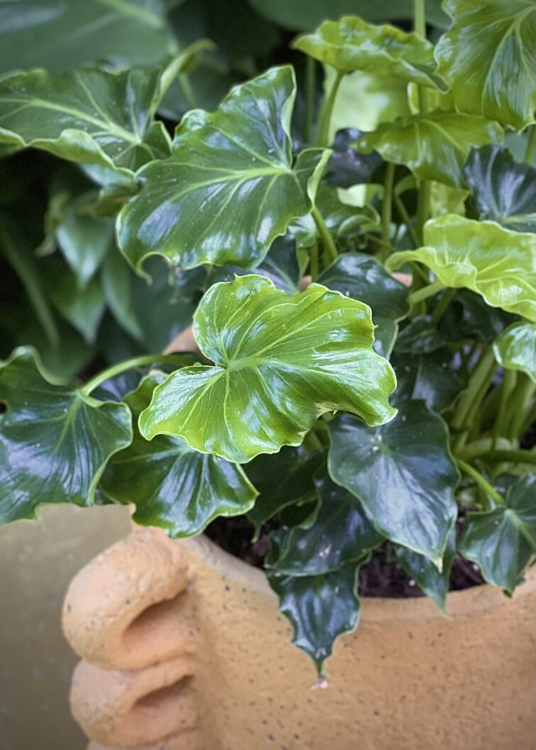 Zdjęcie rosliny doniczkowej Philodendron Atlantis, ujęcie 4