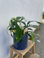 Zdjęcie rosliny doniczkowej Philodendron sp. bipennefolium x pedatum, ujęcie 1