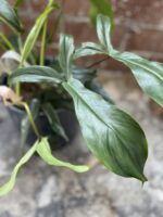 Zdjęcie rosliny doniczkowej Philodendron sp. bipennefolium x pedatum, ujęcie 2
