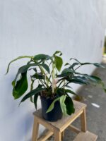 Zdjęcie rosliny doniczkowej Philodendron sp. bipennefolium x pedatum, ujęcie 3