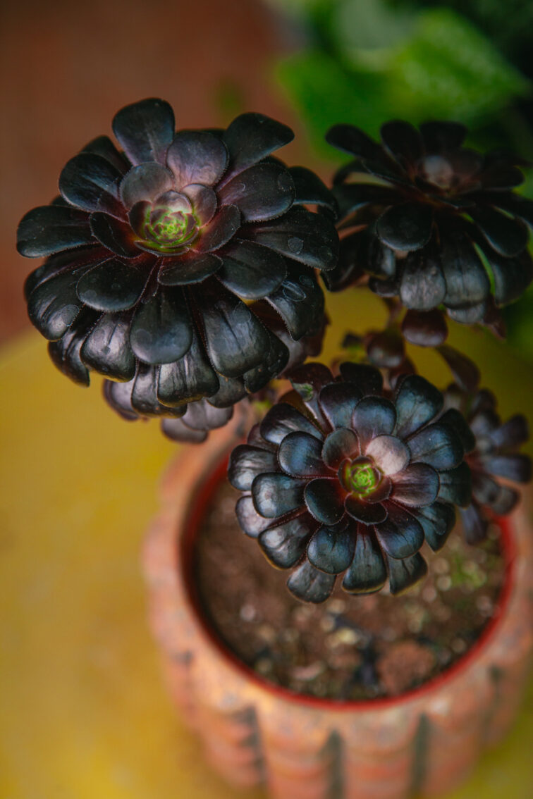 aeonium-arboreum_12x25-1_1743851382.jpg Zdjęcie rosliny doniczkowej Aeonium arboreum, ujęcie 1