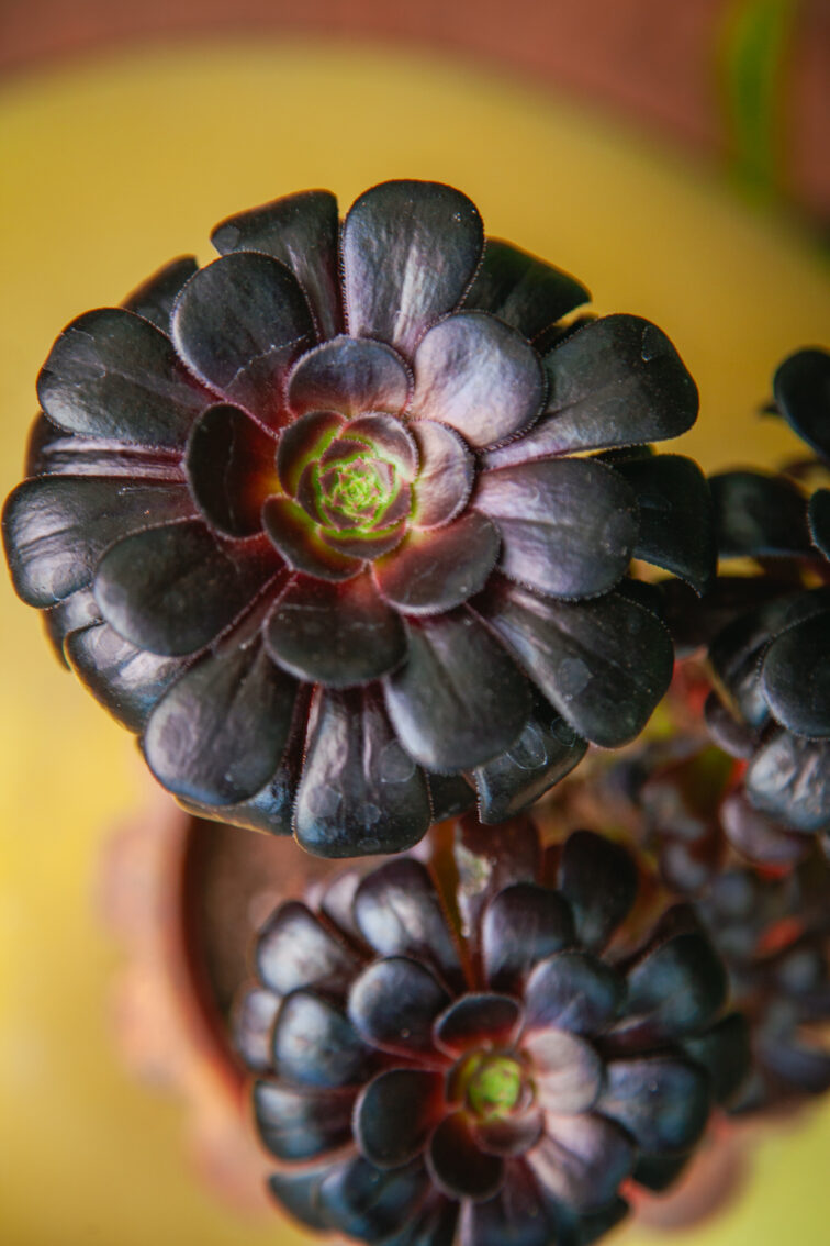 Zdjęcie rosliny doniczkowej Aeonium arboreum, ujęcie 2
