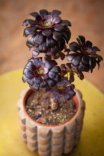 Zdjęcie rosliny doniczkowej Aeonium arboreum, ujęcie 3