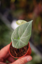 Zdjęcie rosliny doniczkowej Alocasia Maharani, ujęcie 1