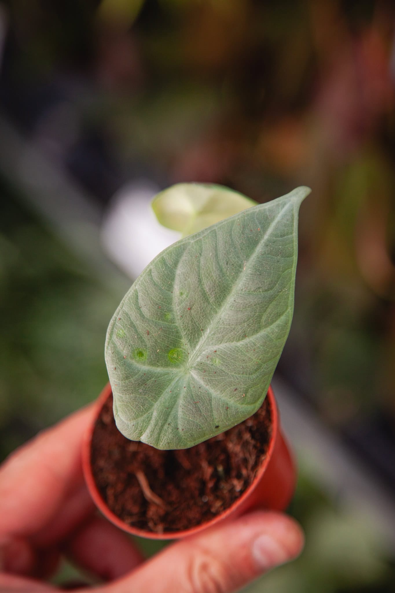 Zdjęcie rosliny doniczkowej Alocasia Maharani, ujęcie 1
