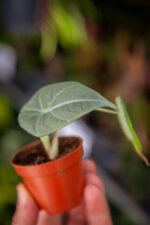 Zdjęcie rosliny doniczkowej Alocasia Maharani, ujęcie 2
