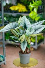 Zdjęcie rosliny doniczkowej Alocasia platinum, ujęcie 1