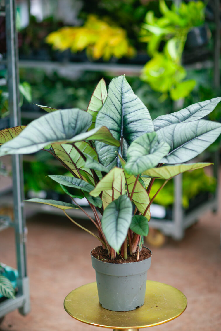 Zdjęcie rosliny doniczkowej Alocasia platinum, ujęcie 1