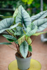 Zdjęcie rosliny doniczkowej Alocasia platinum, ujęcie 2